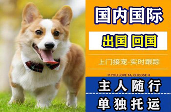 韶关市宠物托运公司韶关市宠物托运公司韶关市宠物托运公司