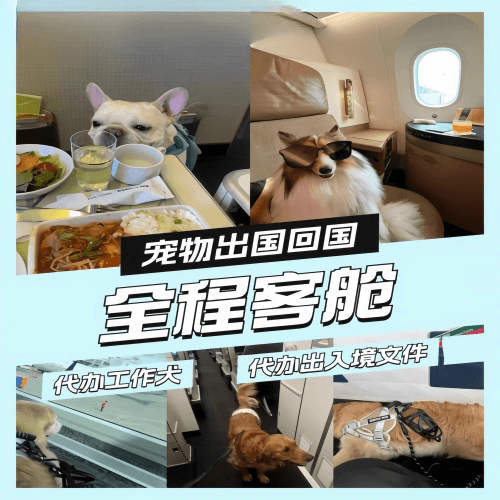 韶关市宠物托运到白俄罗斯宠物入境规定和要求